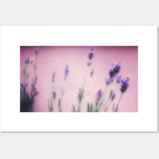 Delicate lavender flower in blur Posters and Art